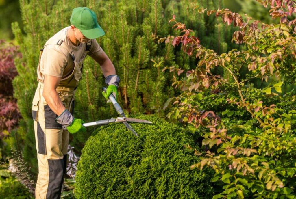 best time to trim hedges