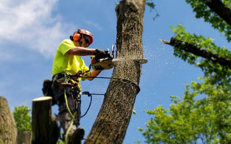 How Tree Pruning Costs Reflect Different Attitudes Toward Sustainability