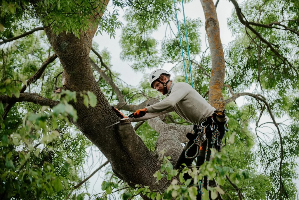 Understanding Tree Pruning Cost Before You Hire