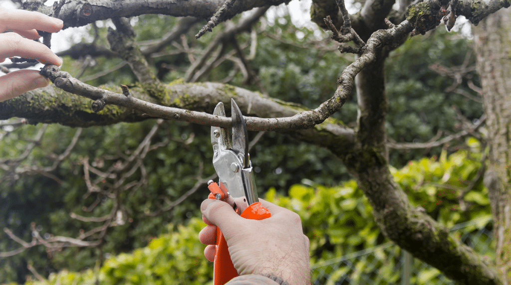 Understanding Tree Pruning Cost Before You Hire
